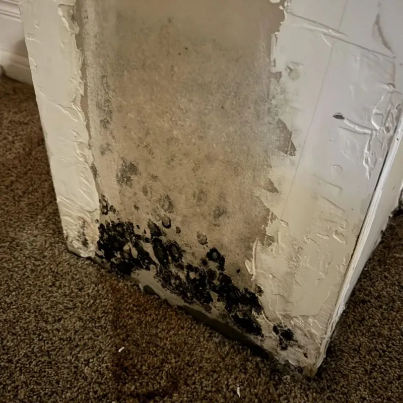 Professional Mold Removal in Claude, TX